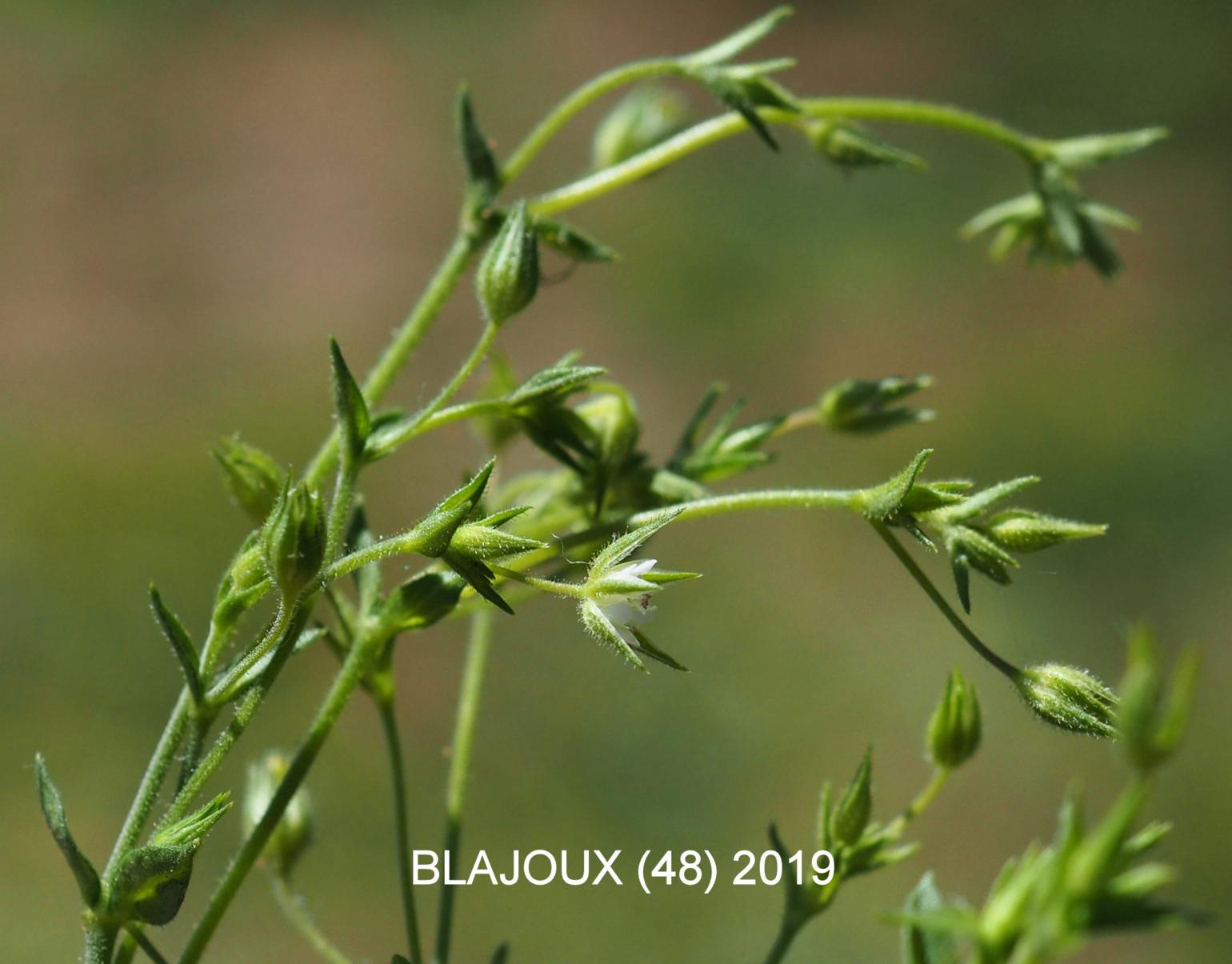 Sandwort, Slender